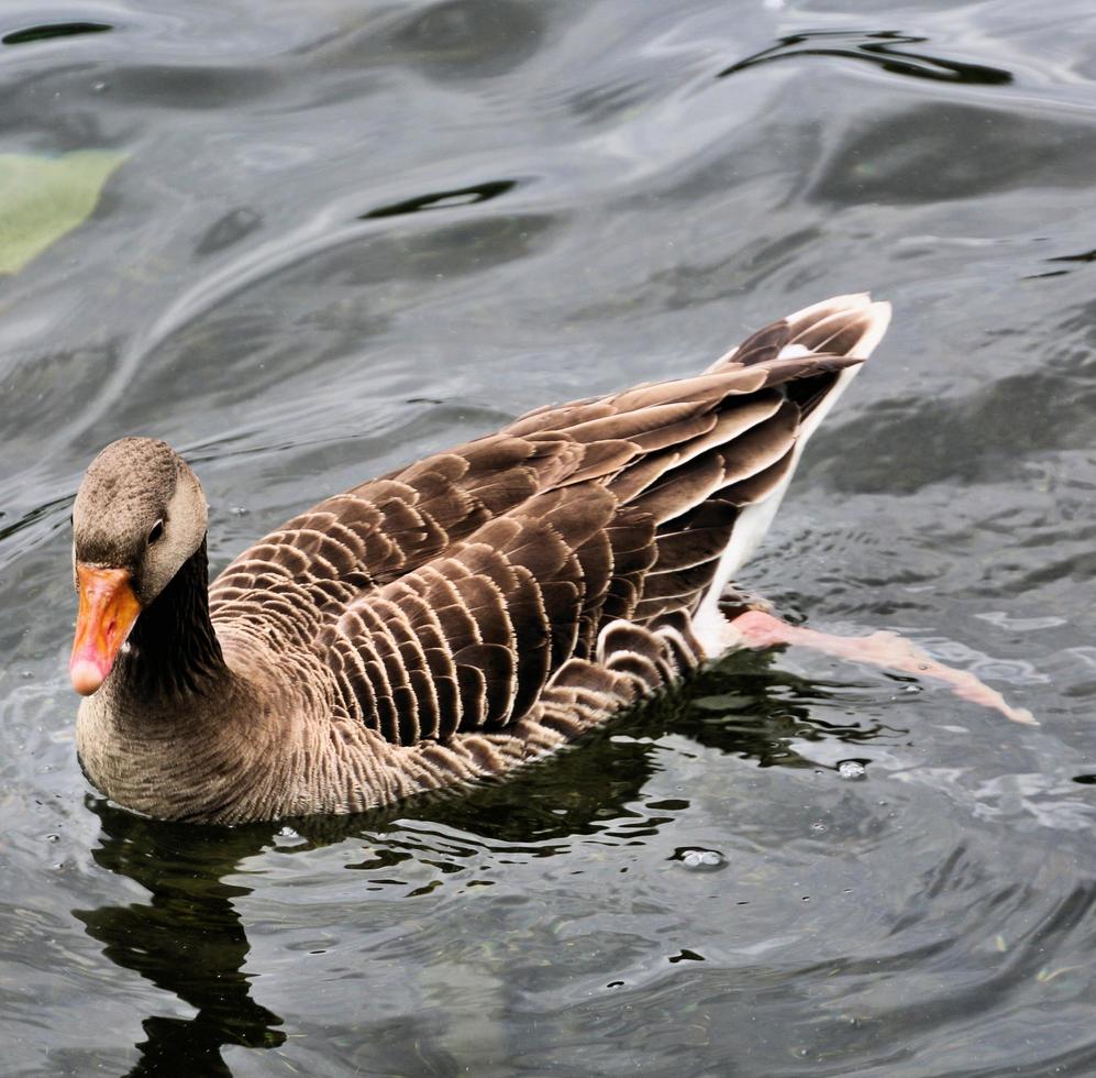 A close up of a Greylag Goose photo