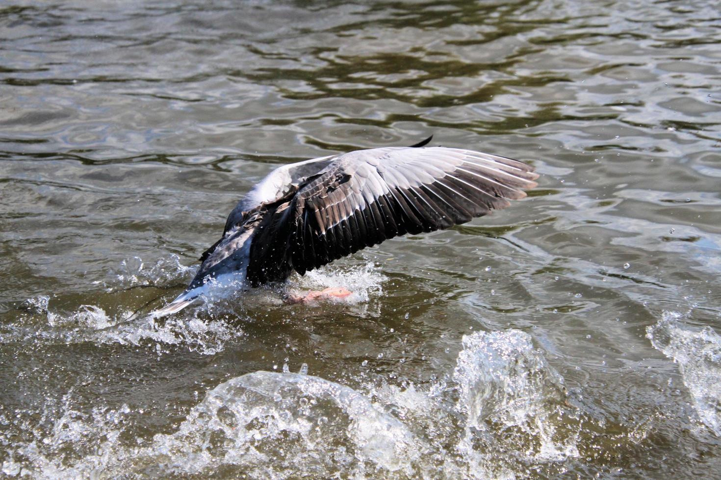 A close up of a Greylag Goose photo