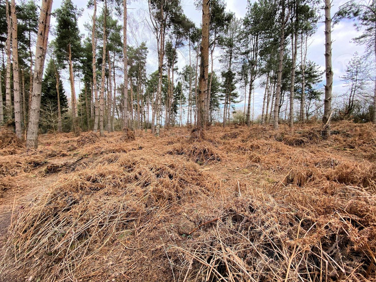 una vista de la campiña de shropshire en haughmond hill foto