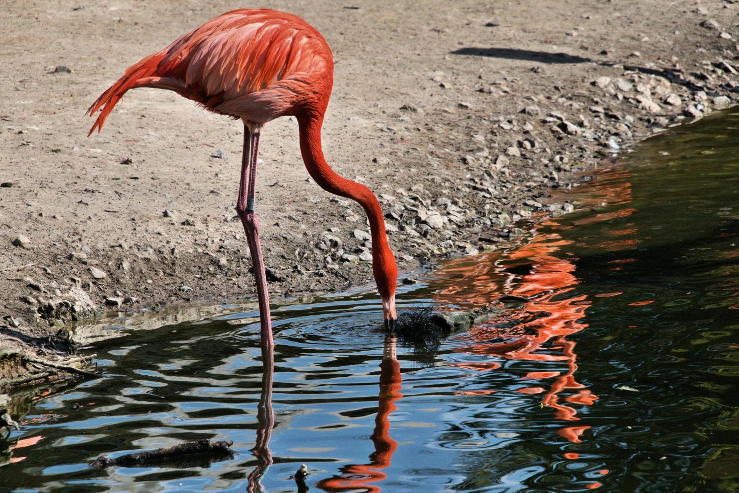 A view of a Flamingo photo