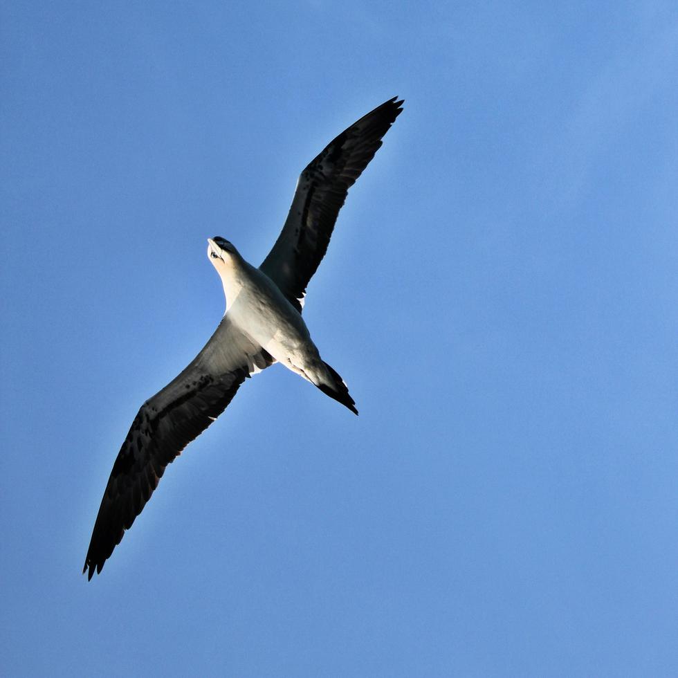 A close up of a Gannet on Bass Rock in Scotland photo