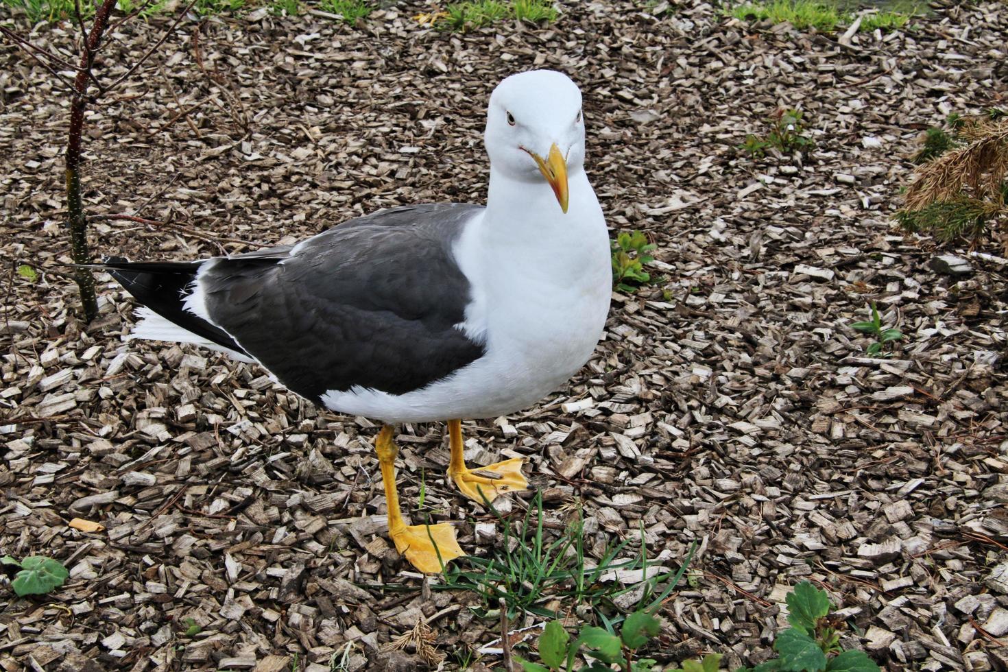 A close up of a Gull photo
