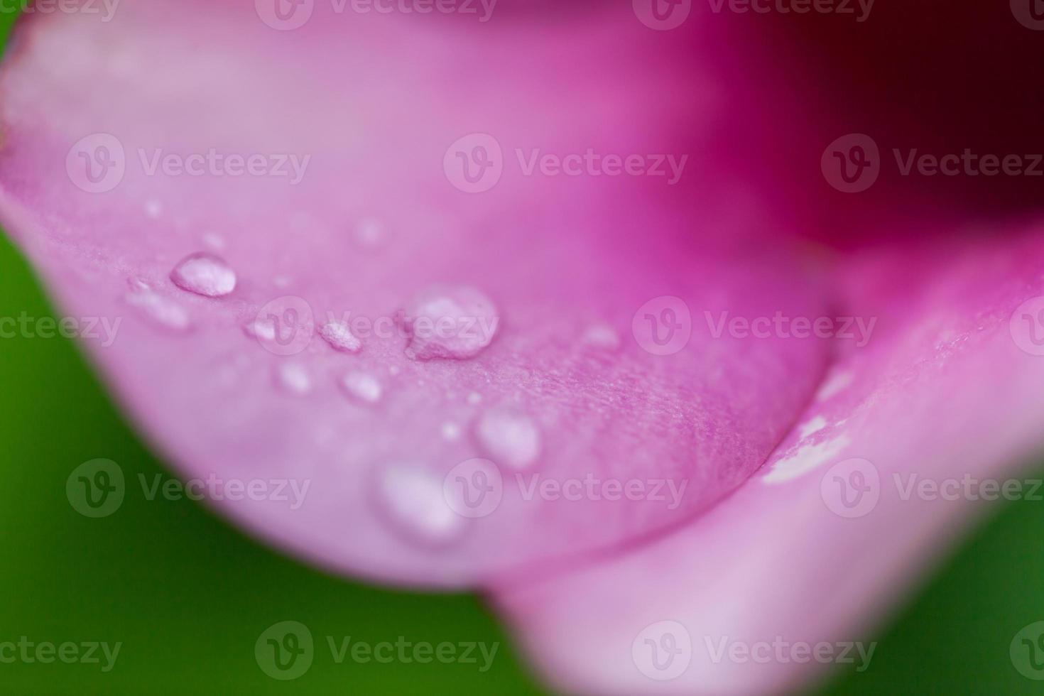 Water drop on pink petals nature background photo