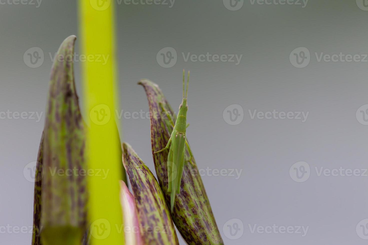 saltamontes posado en una flor de loto foto