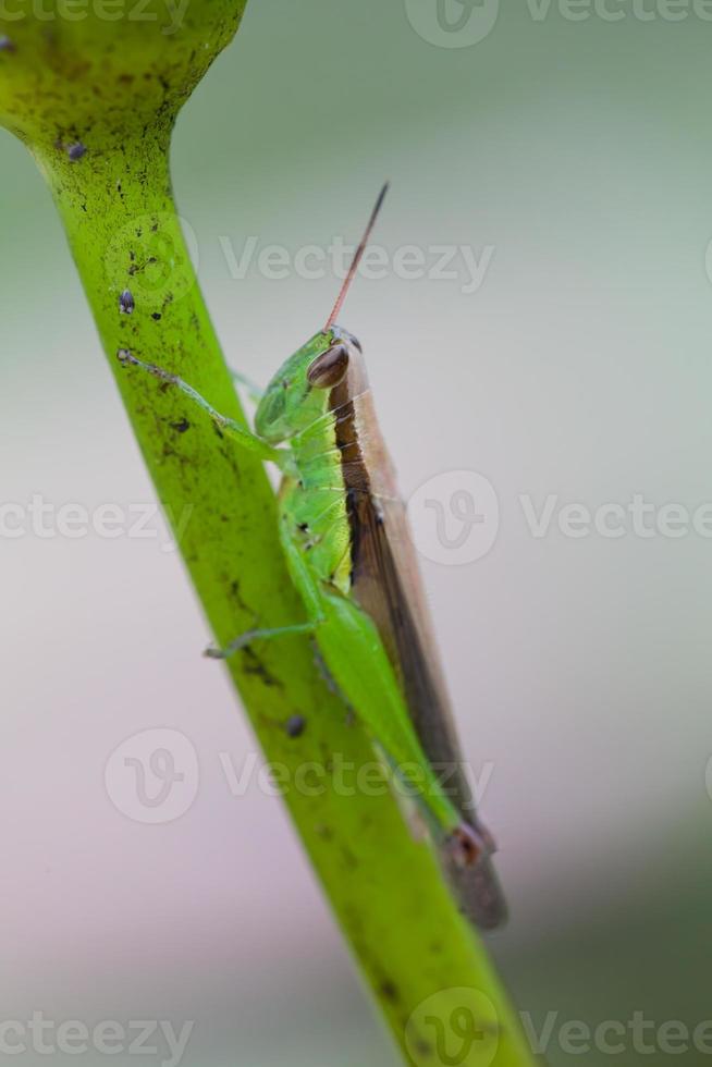 Grasshopper perched on a lotus flower photo