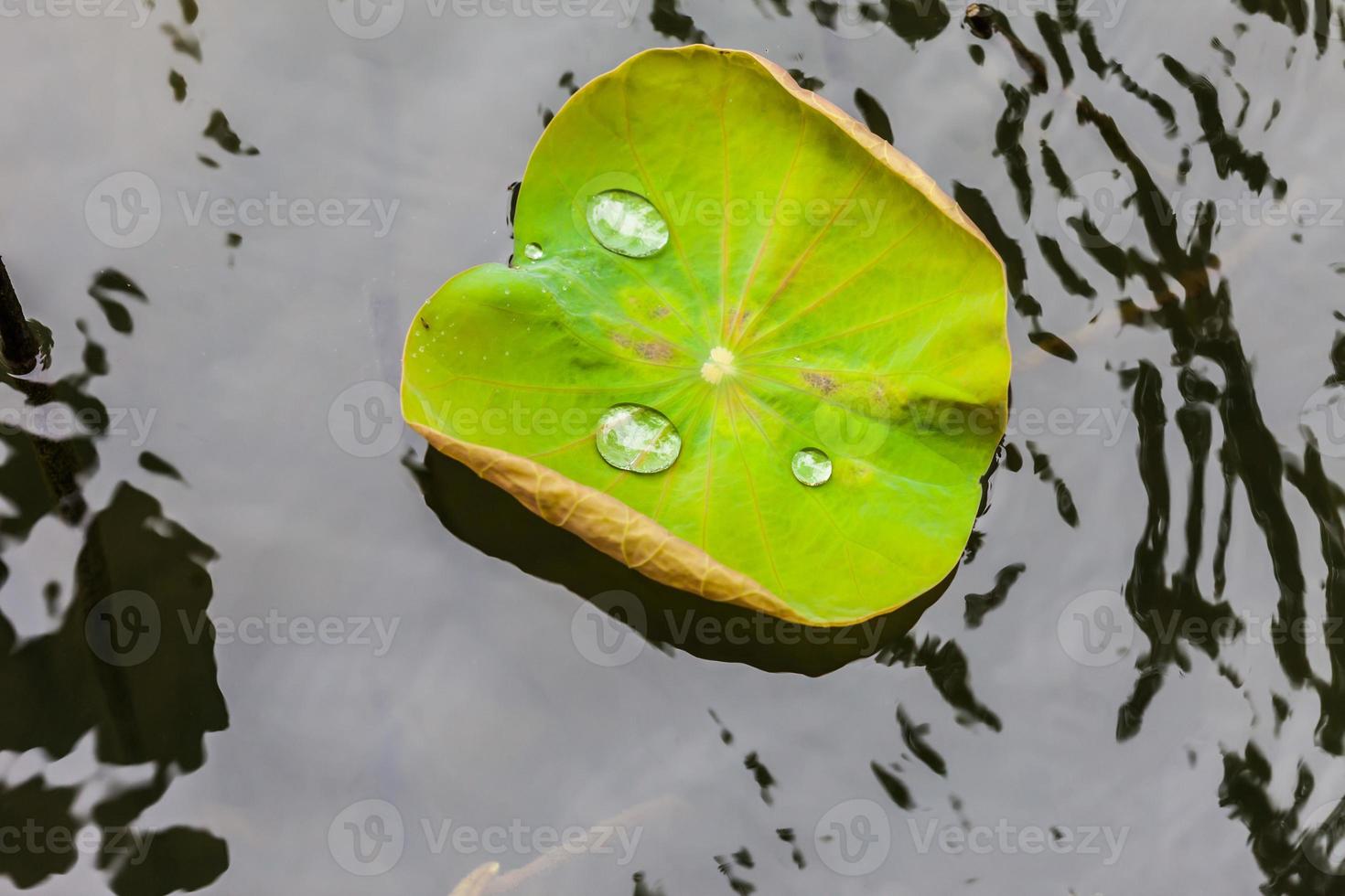 hoja de loto verde con gota de agua foto