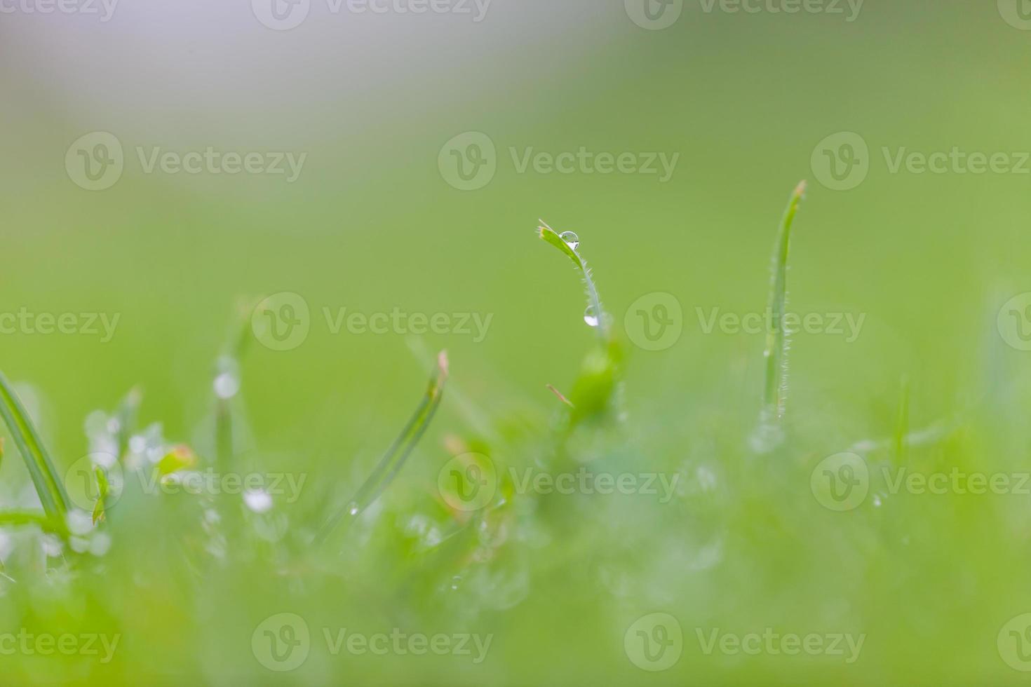 hierba verde fresca con gotas de agua foto