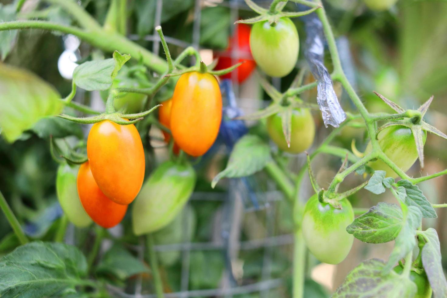 Orange fruits and green fruits of cherry tomato are on branch. photo