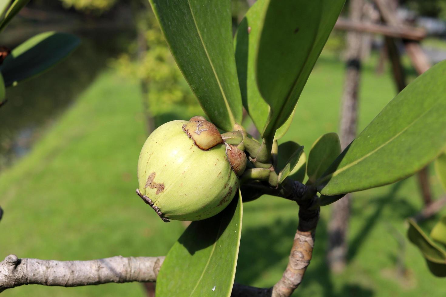 fruto joven de manzana de brea y hojas en rama. otro nombre es copey clusia, balsam apple, antognaph tree. la hoja tiene forma de huevo y la fruta verde es venenosa. foto