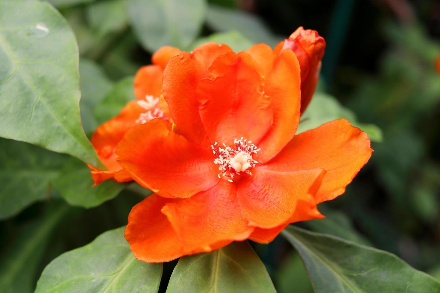 A bright orange flower of Rose cactus or Wax Rose and blur green leaves background. Flower is blooming open petasl and white pollen, Thailand. photo