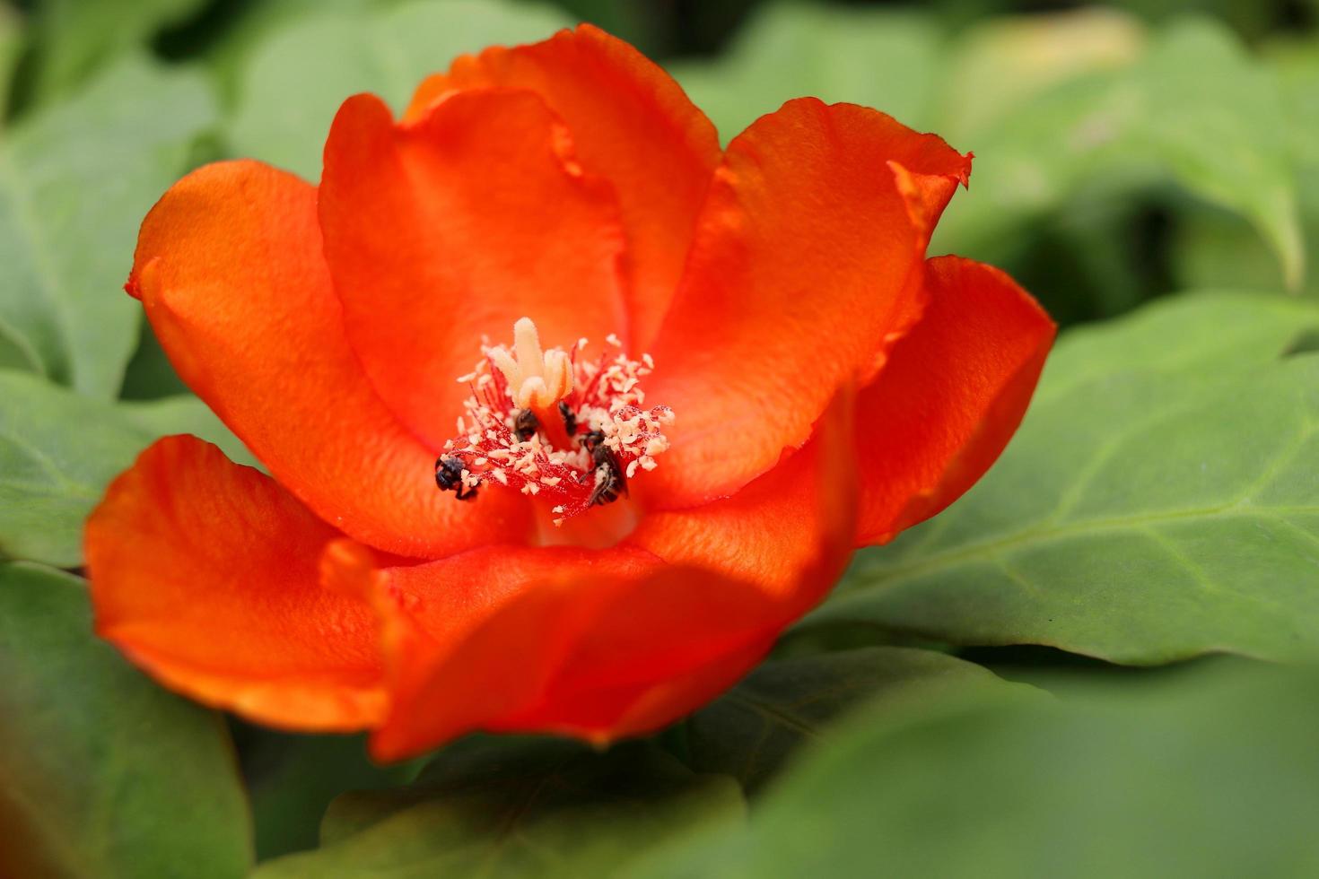 una flor naranja brillante de cactus rosa o rosa de cera y fondo de hojas verdes borrosas. la flor está floreciendo pétalos abiertos y polen blanco, tailandia. foto