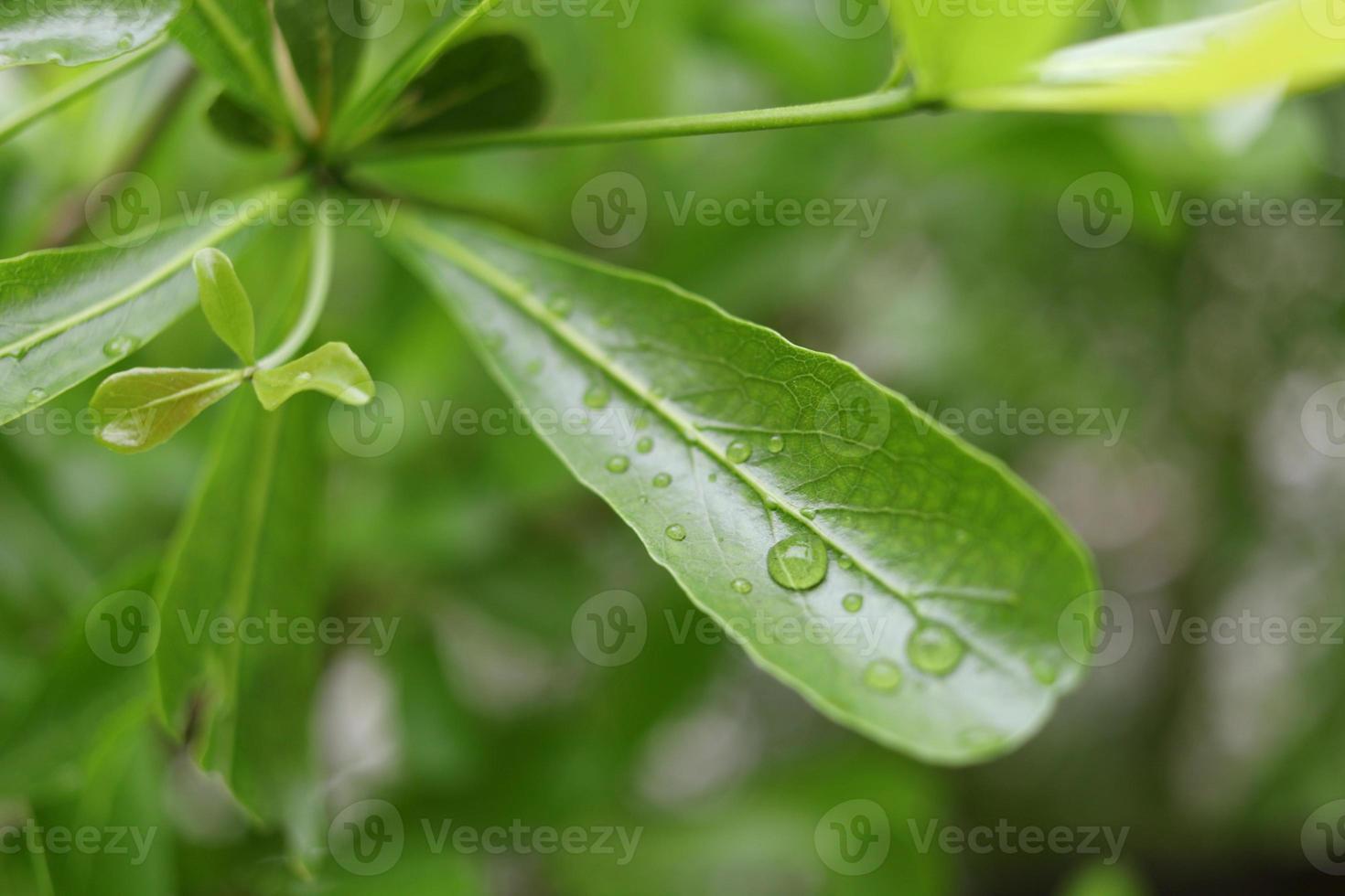 Terminalia Ivorensis Chev. green leaves and droplets are on leaf. photo