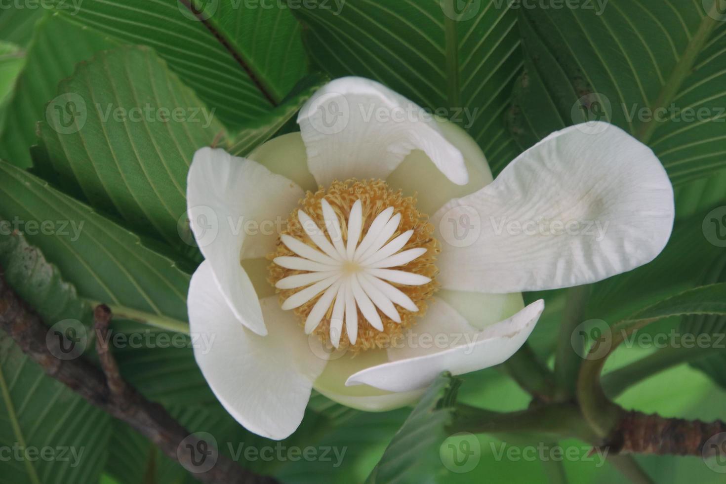 White flower of Elephant apple and green leaves background, Thailand. photo