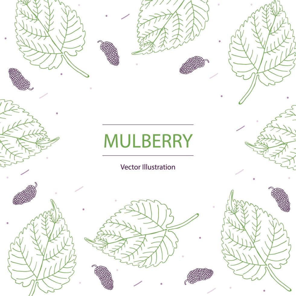 Mulberry leaf and fruit hand drawing background, vector illustration.