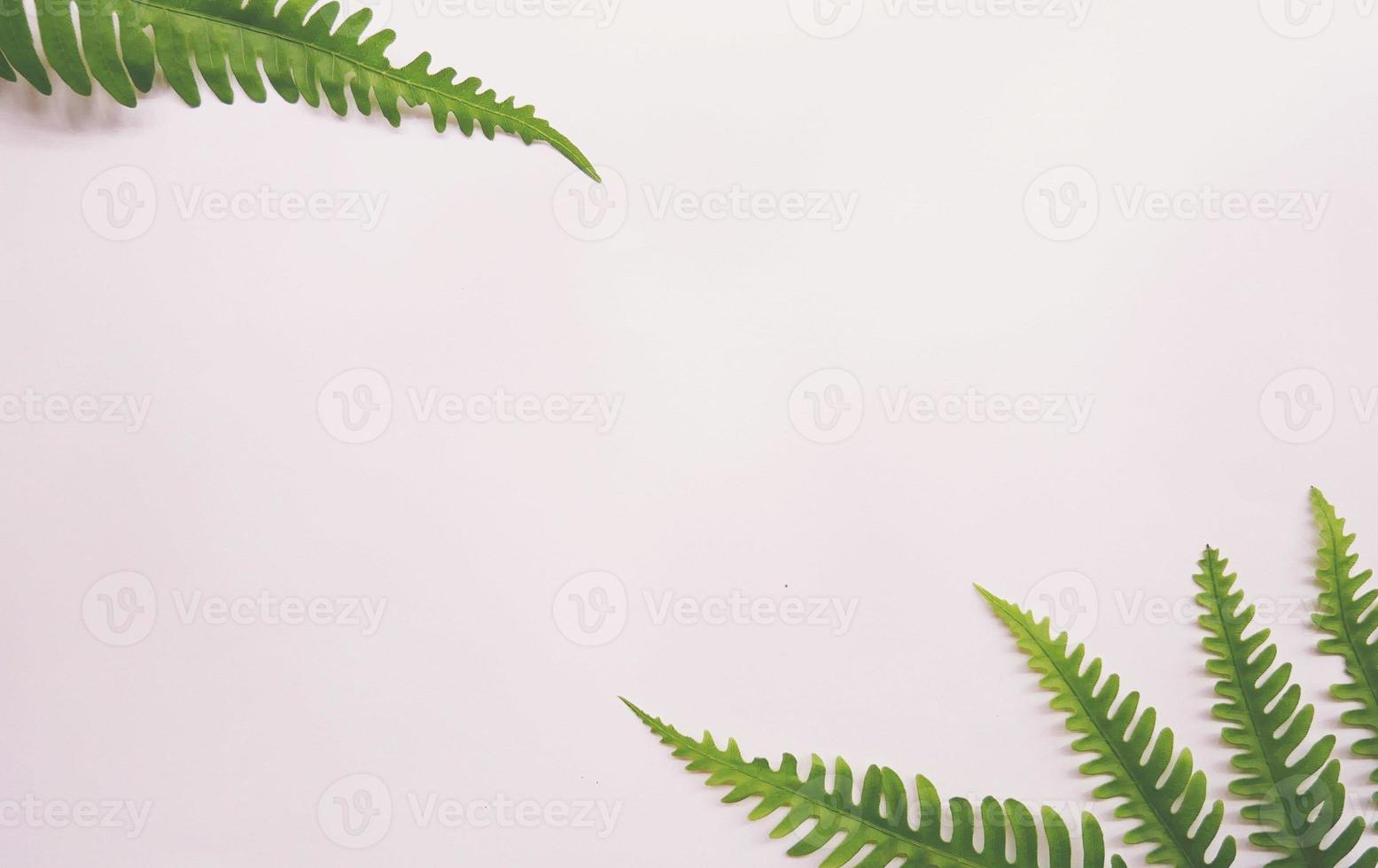 Real tropical leaves on white backgrounds.Botanical nature concepts.flat lay design photo