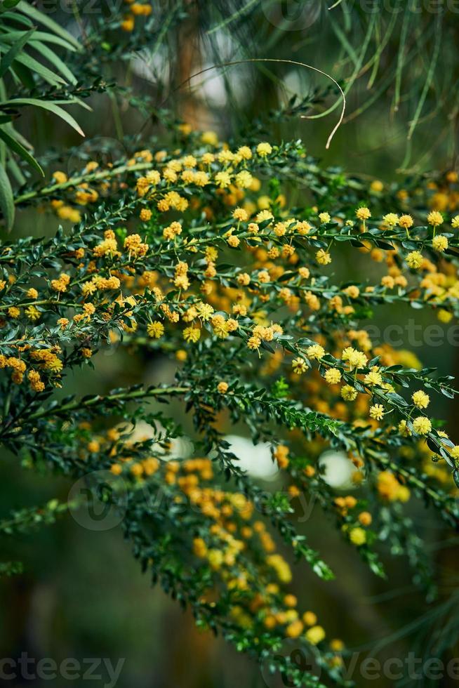 Moody flowers of acacia paradoxa, yellow little buds on dark green background photo