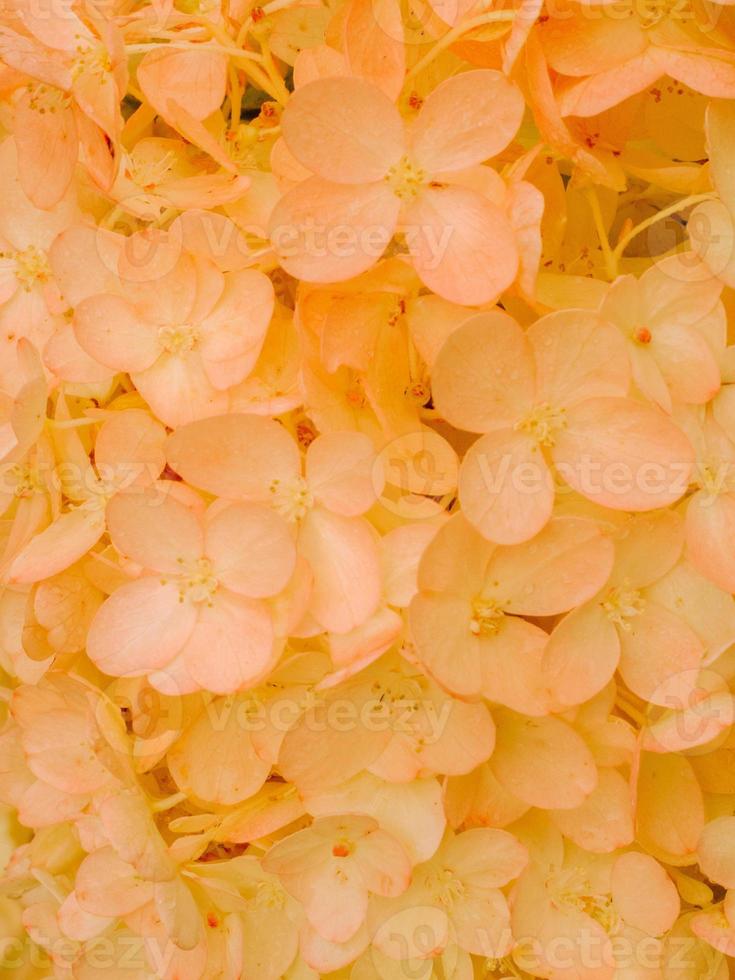 Gold and red autumn hydrangea flowers tender romantic floral background. photo