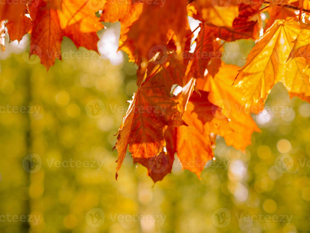 Fondo abstracto de otoño de hojas amarillas y rojas brillantes foto