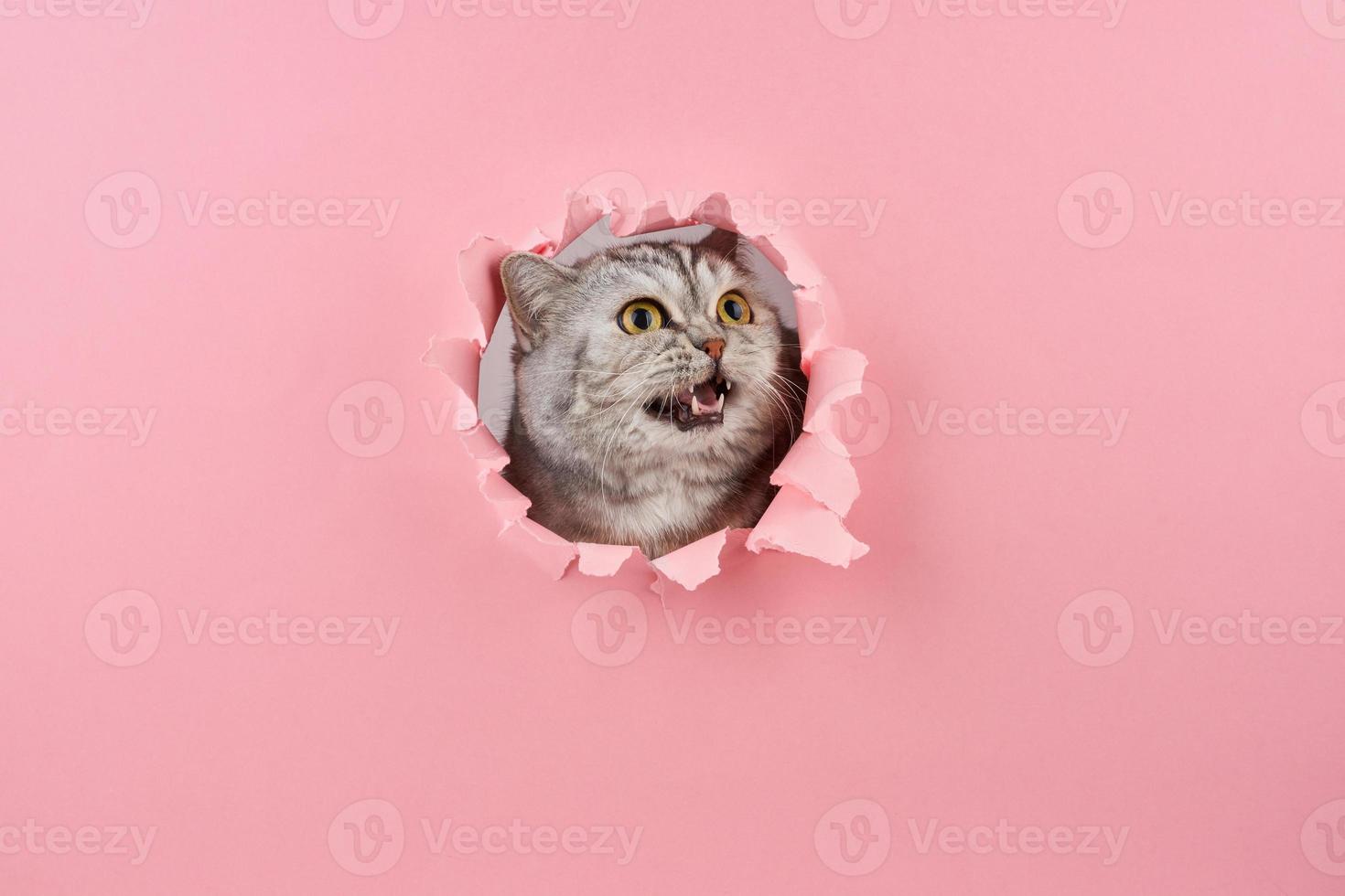 Cat yelling in a hole in the pink cardboard, concept of animal behavior photo