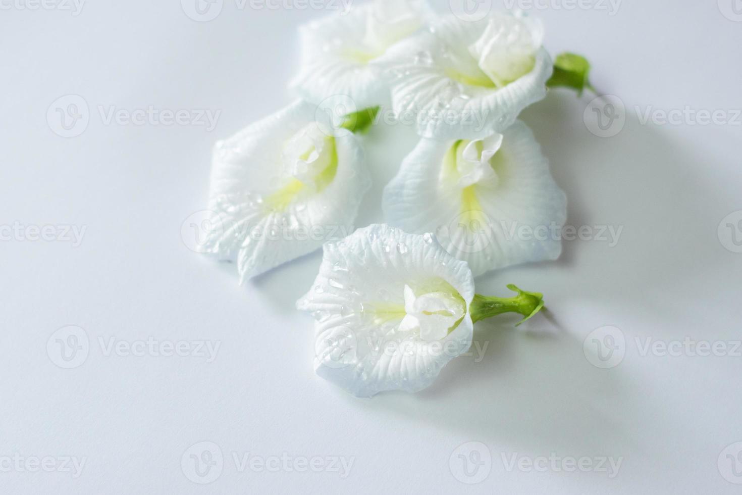 flor de guisante de mariposa blanca con puntos azules sobre fondo blanco, flor comestible asiática. 7459976 Foto de stock en Vecteezy flor de guisante de mariposa blanca con puntos azules sobre fondo blanco, flor comestible asiática. 7459976 Foto de stock en Vecteezy