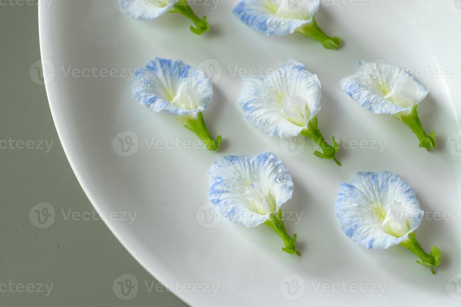 flor de guisante de mariposa blanca con puntos azules sobre fondo blanco,  flor comestible asiática. 7459978 Foto de stock en Vecteezy