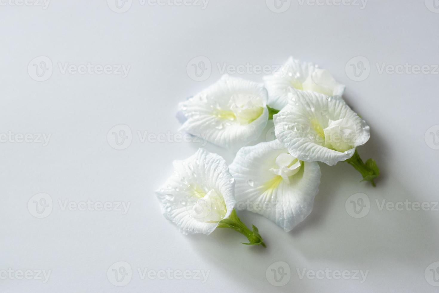 flor de guisante de mariposa blanca con puntos azules sobre fondo blanco, flor comestible asiática. 7459980 Foto de stock en Vecteezy flor de guisante de mariposa blanca con puntos azules sobre fondo blanco, flor comestible asiática. 7459980 Foto de stock en Vecteezy