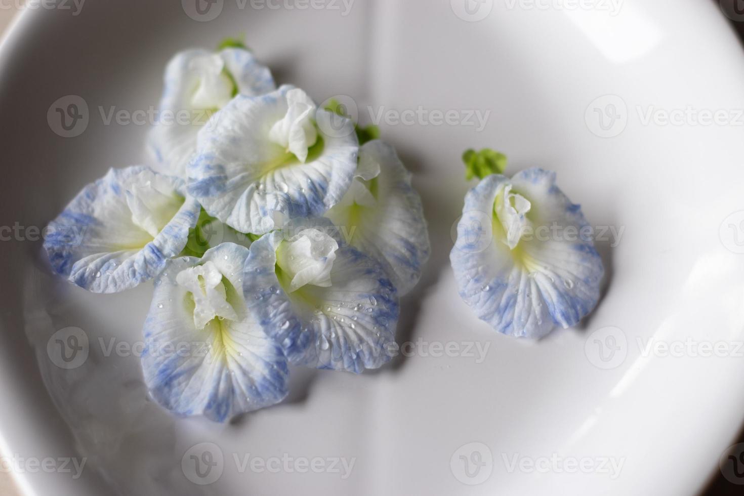 flor de guisante de mariposa blanca con puntos azules sobre fondo blanco,  flor comestible asiática. 7459982 Foto de stock en Vecteezy