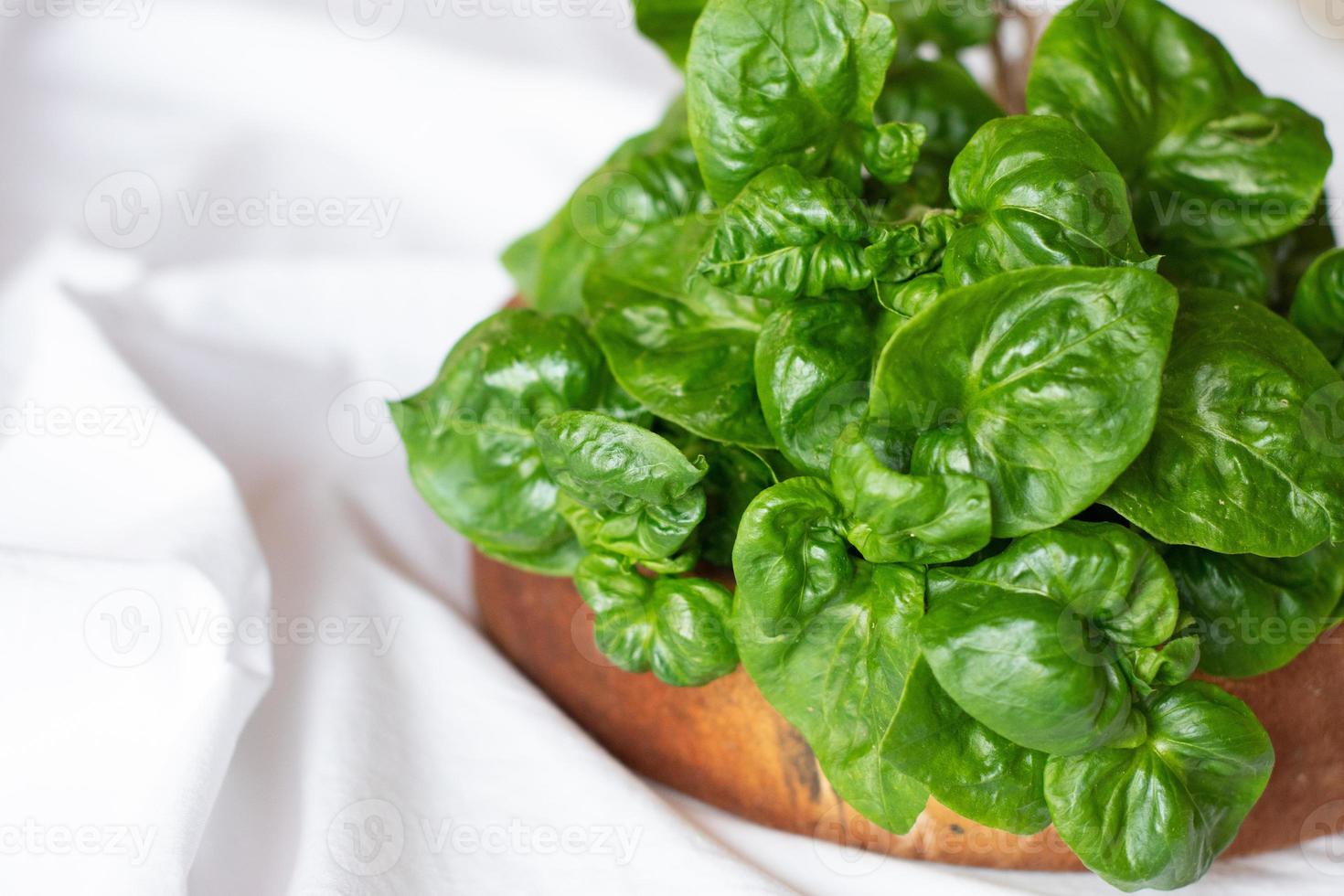 Watercress Nasturtium officinale vegetable on white background. photo