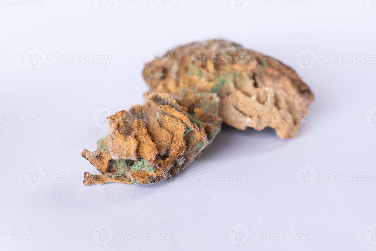 Termite nest and mound closeup. Fungus comb nursery galleries parts covered with green muscadine Mycorrhiza fungi isolated on white background. photo