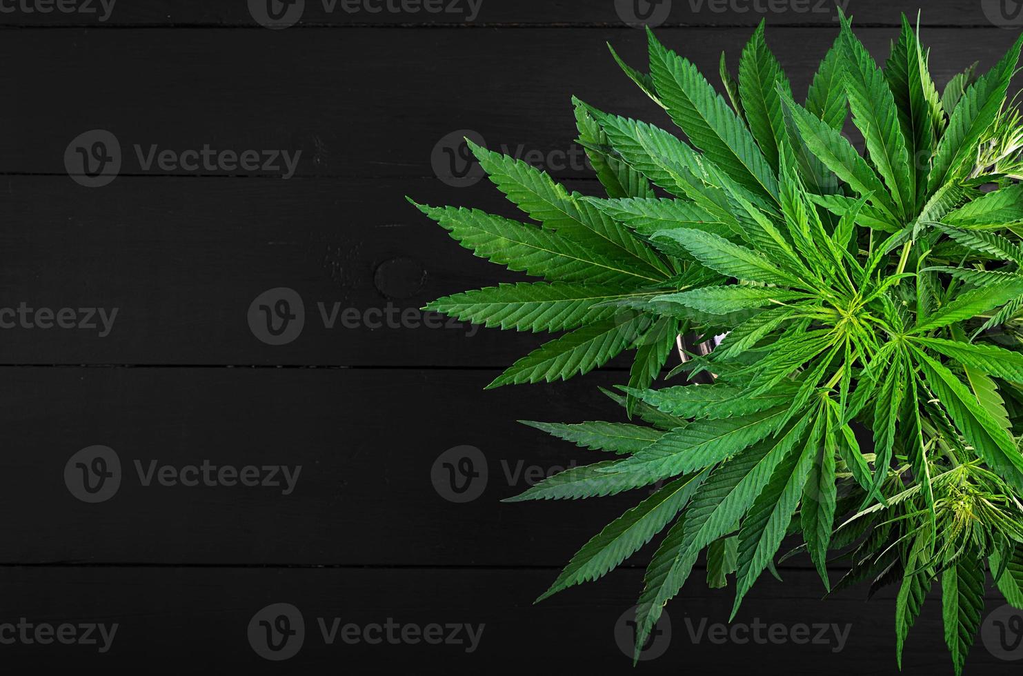 Bush of hemp on a dark background. Top view photo