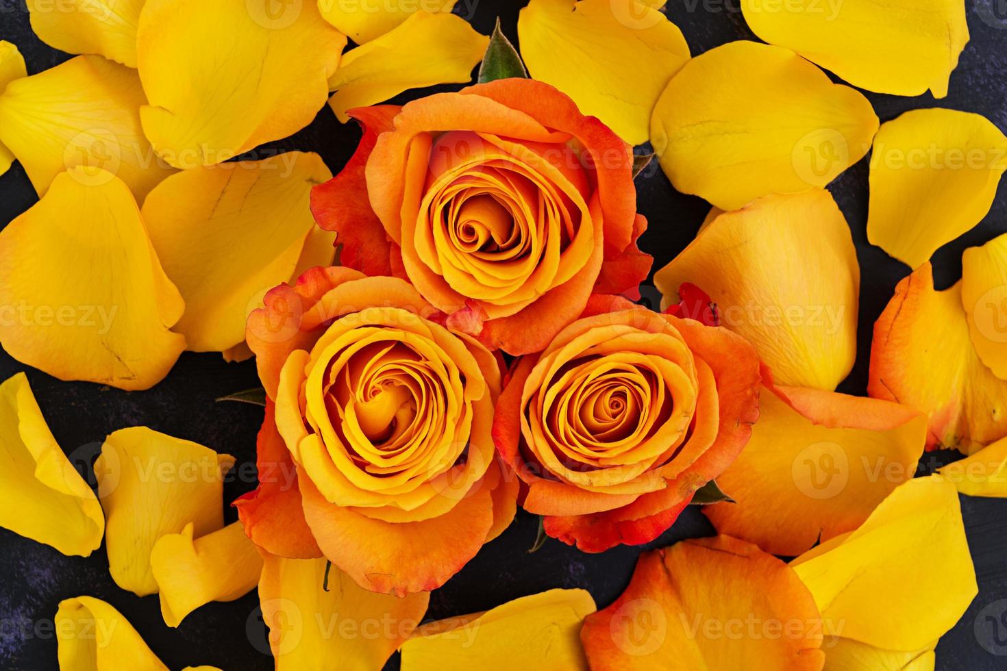 Bouquet of roses on dark background. Top view photo