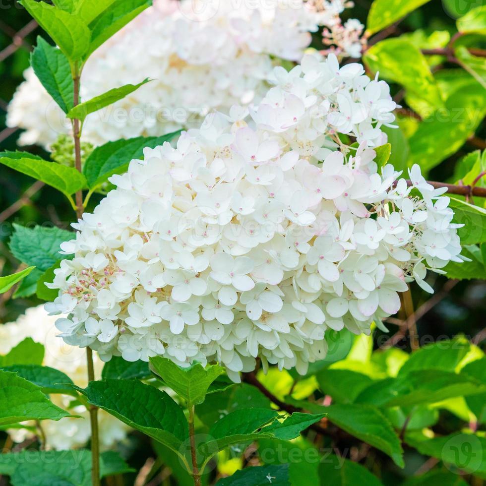 hermosa hortensia grande blanca floreciente, fondo floral foto