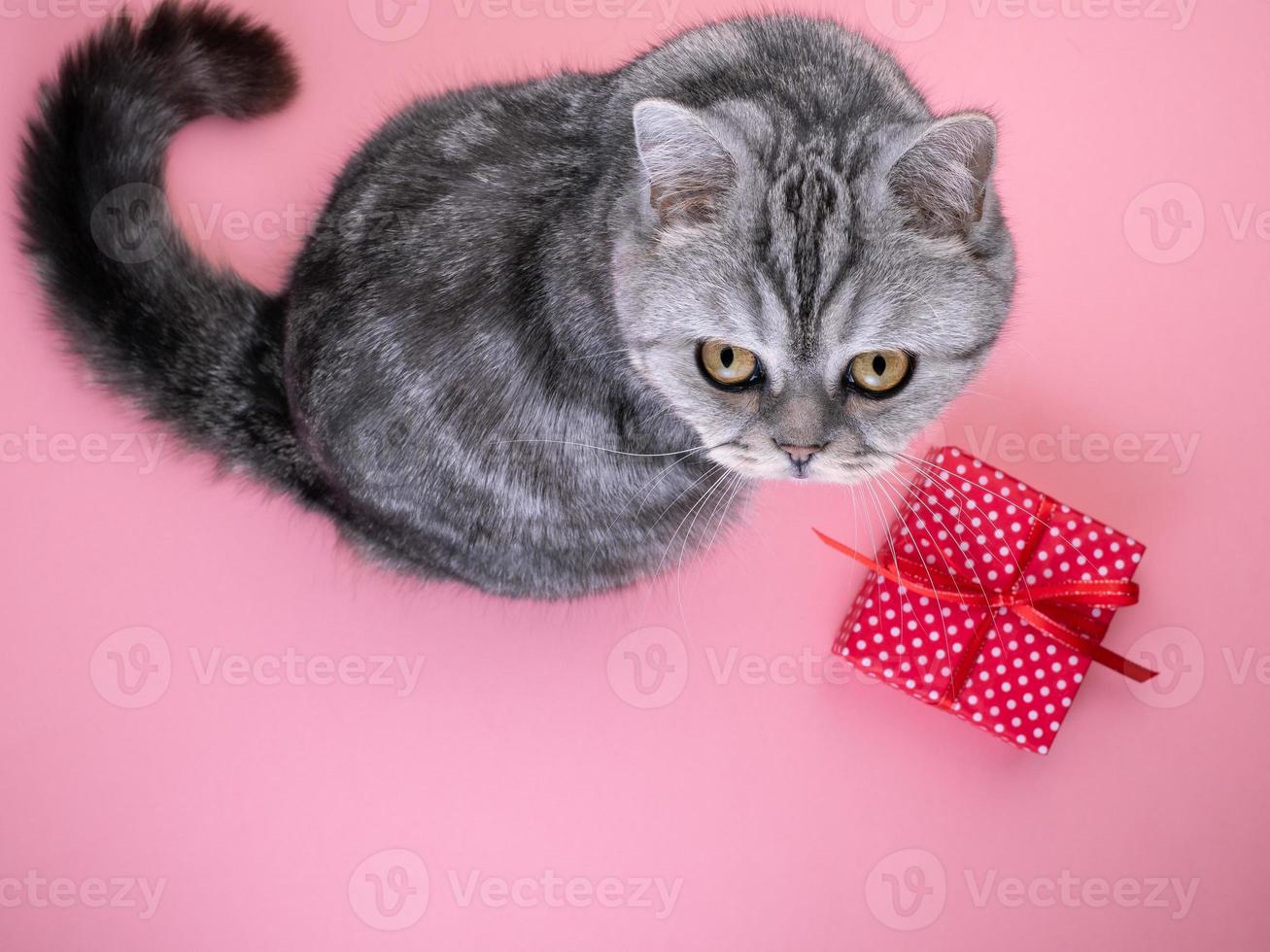 gato sentado al lado del regalo y mirando la cámara, fondo rosa, espacio vacío para texto foto