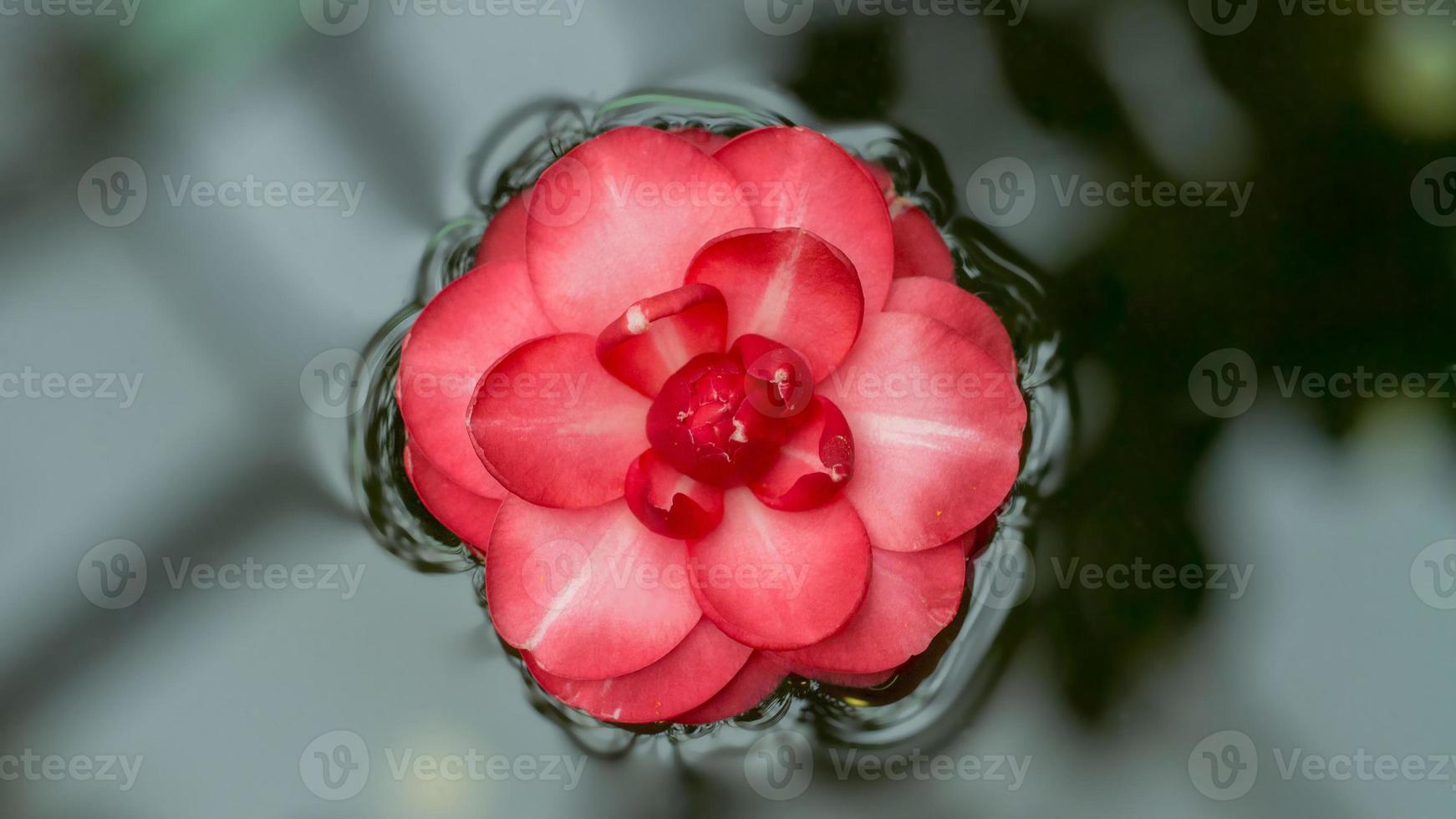 Torn Japanese camellia flower floating on the water surface. Long width banner photo