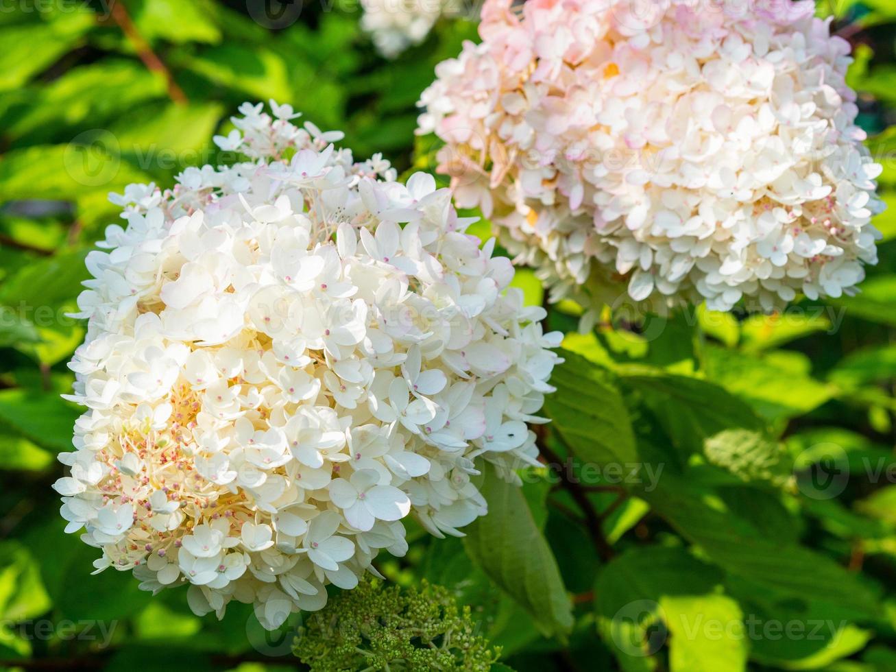 lovely blooming white big hydrangea, floral background photo