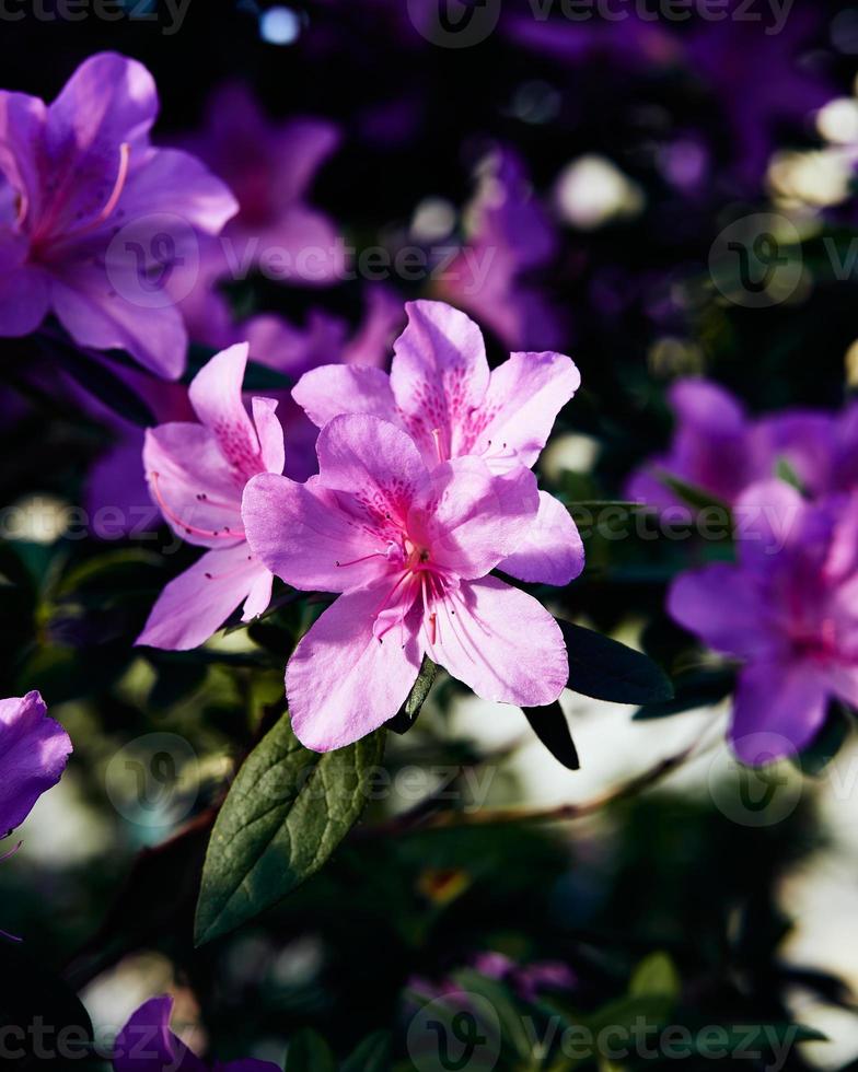 Moody flores de azalea, grandes capullos de color rosa sobre fondo verde oscuro. el primer sol de primavera brilla sobre los hermosos capullos rosas de un arbusto de rododendro foto