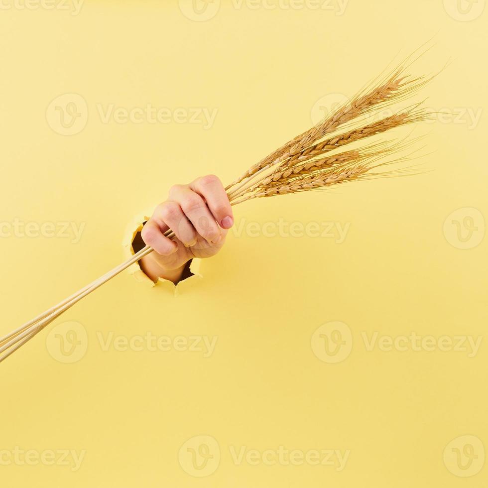 Female hand with spikelet on yellow background, copy space photo