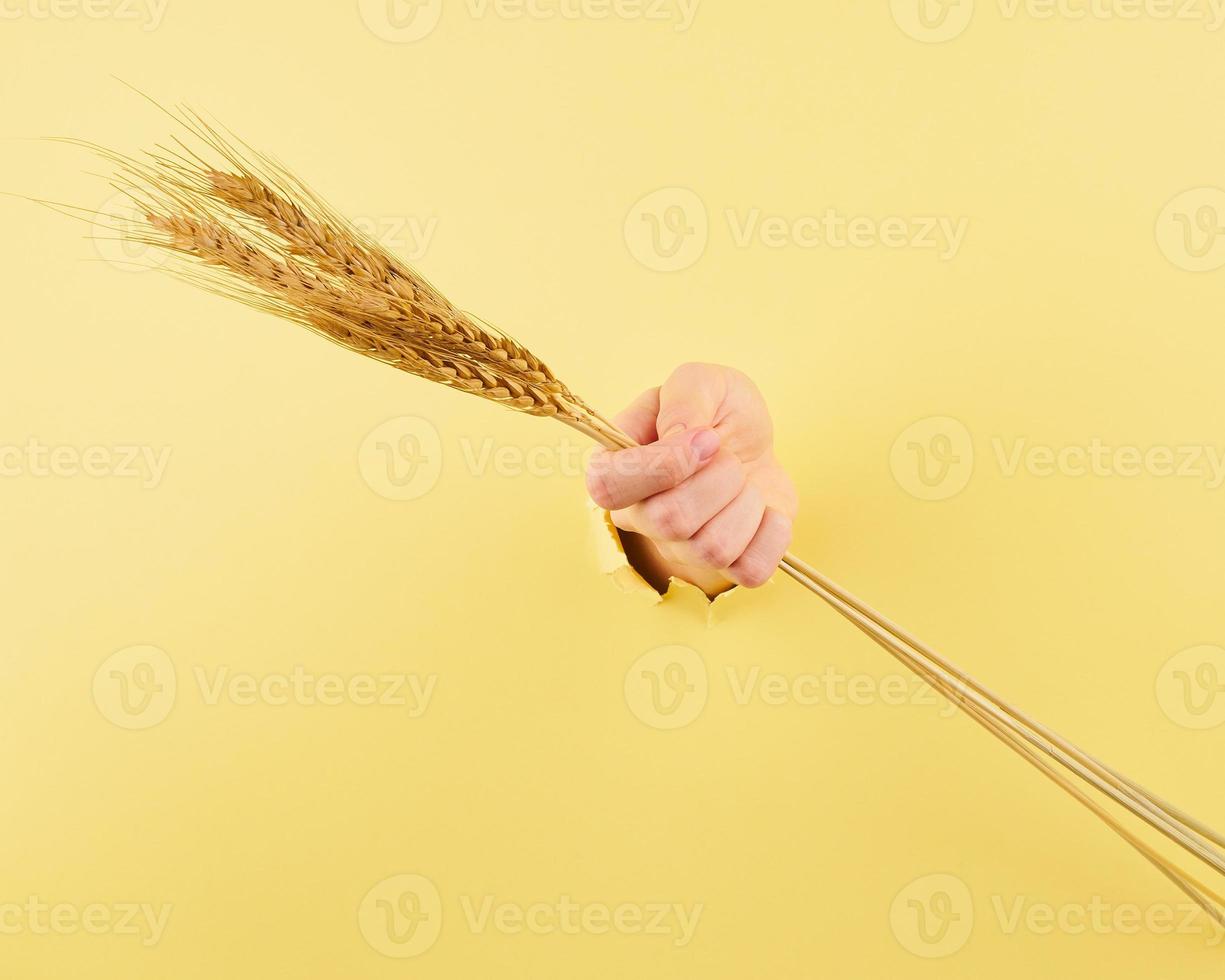 mujer irreconocible sosteniendo espiguilla sobre fondo amarillo foto