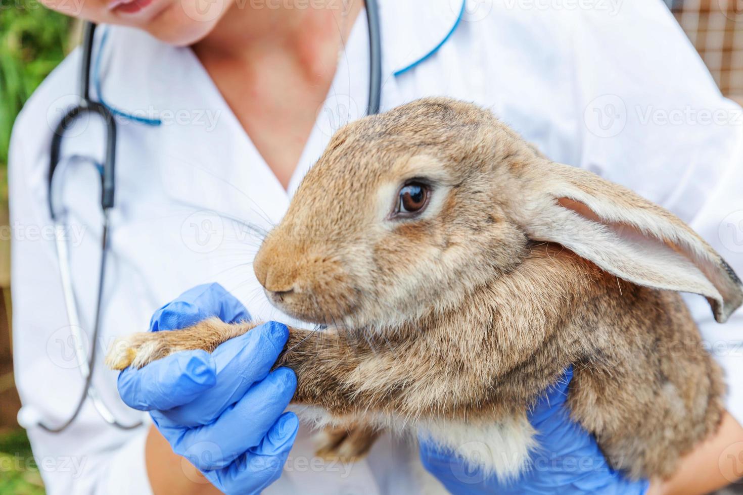 mujer veterinaria con estetoscopio sosteniendo y examinando conejo en el fondo del rancho de cerca. conejito en manos veterinarias para chequeo en granja ecológica natural. concepto de cuidado animal y agricultura ecológica. foto