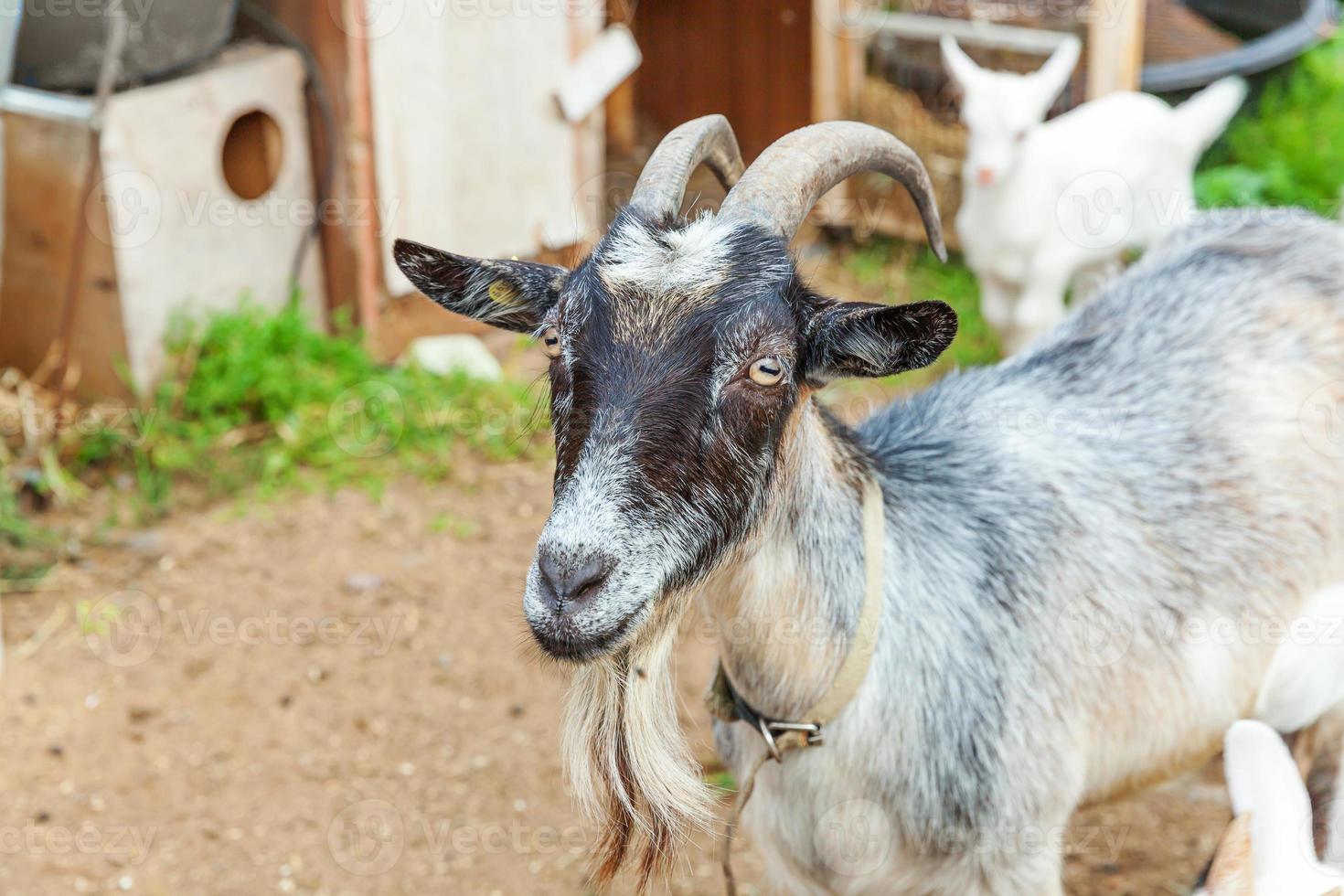 Cute chick goat relaxing in ranch farm in summer day. Domestic goats grazing in pasture and chewing, countryside background. Goat in natural eco farm growing to give milk and cheese. photo