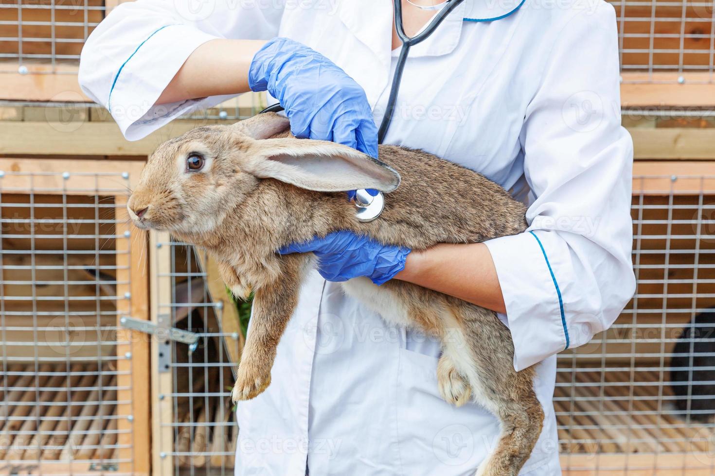 mujer veterinaria con estetoscopio sosteniendo y examinando conejo en el fondo del rancho de cerca. conejito en manos veterinarias para chequeo en granja ecológica natural. concepto de cuidado animal y agricultura ecológica. foto