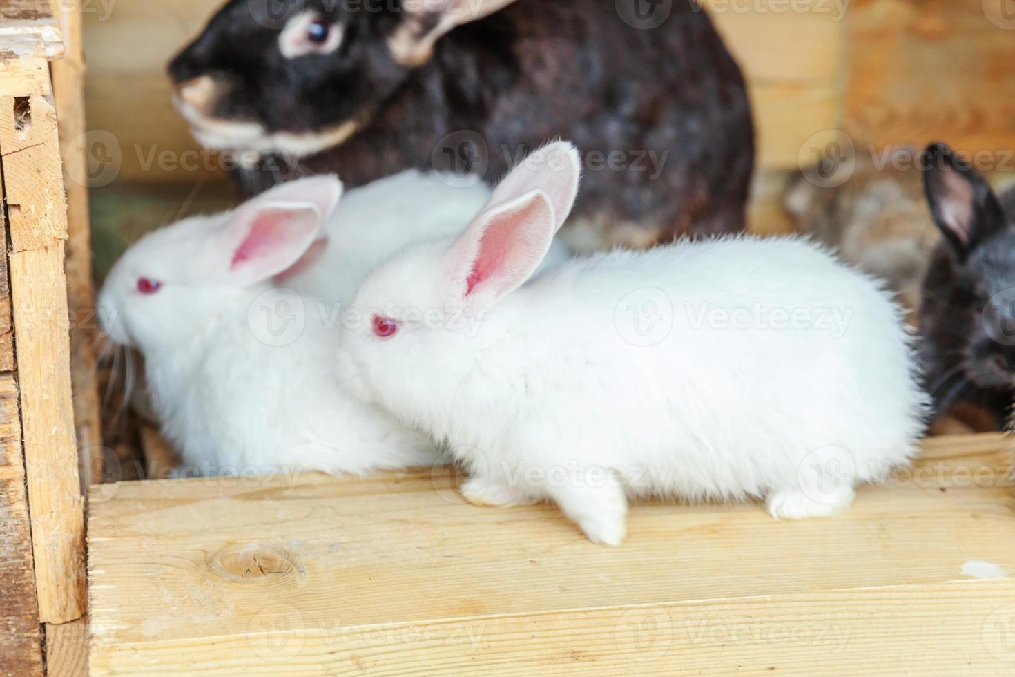 Many different small feeding rabbits on animal farm in rabbit-hutch, barn ranch background. Bunny in hutch on natural eco farm. Modern animal livestock and ecological farming concept. photo