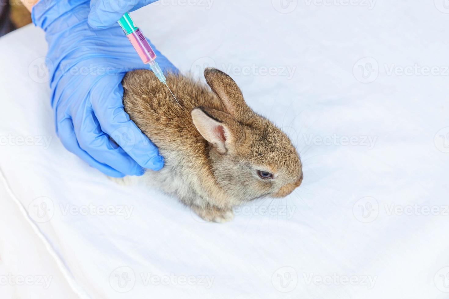 Veterinarian woman with syringe holding and injecting rabbit on ranch background close up. Bunny in vet hands for vaccination in natural eco farm. Animal care and ecological farming concept. photo