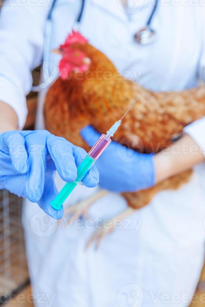 Veterinarian woman with syringe holding and injecting chicken on ranch background. Hen in vet hands for vaccination in natural eco farm. Animal care and ecological farming concept. photo