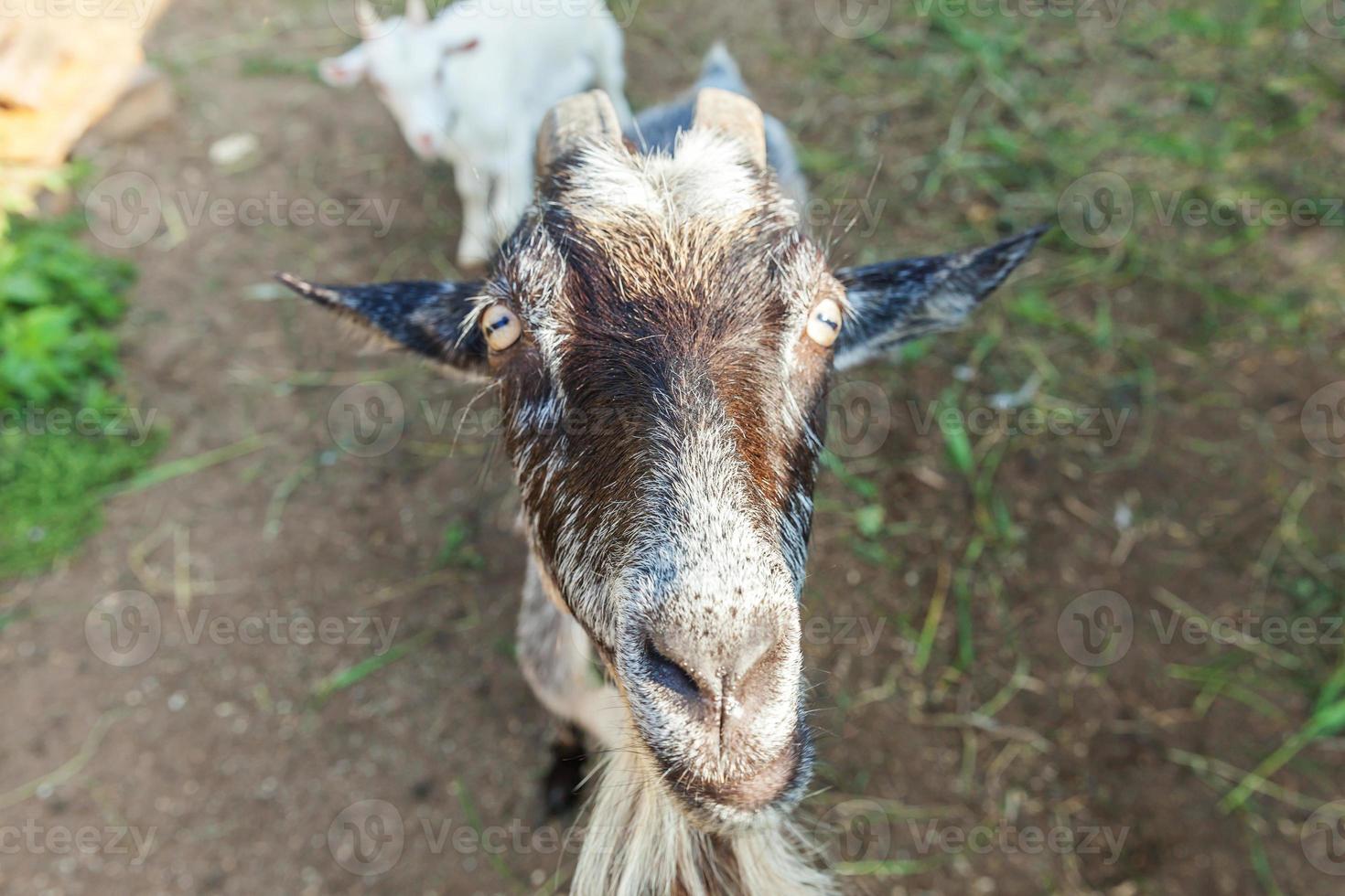 linda cabra relajándose en la granja del rancho en el día de verano. cabras domésticas pastando en pastos y masticando, fondo rural. cabra en granja ecológica natural que crece para dar leche y queso. foto