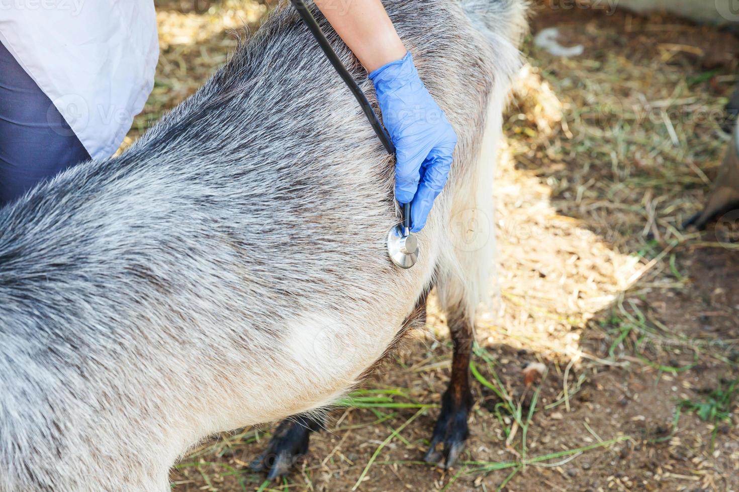 Young veterinarian woman with stethoscope holding and examining goat on ranch background. Young goat with vet hands for check up in natural eco farm. Animal care and ecological farming concept. photo