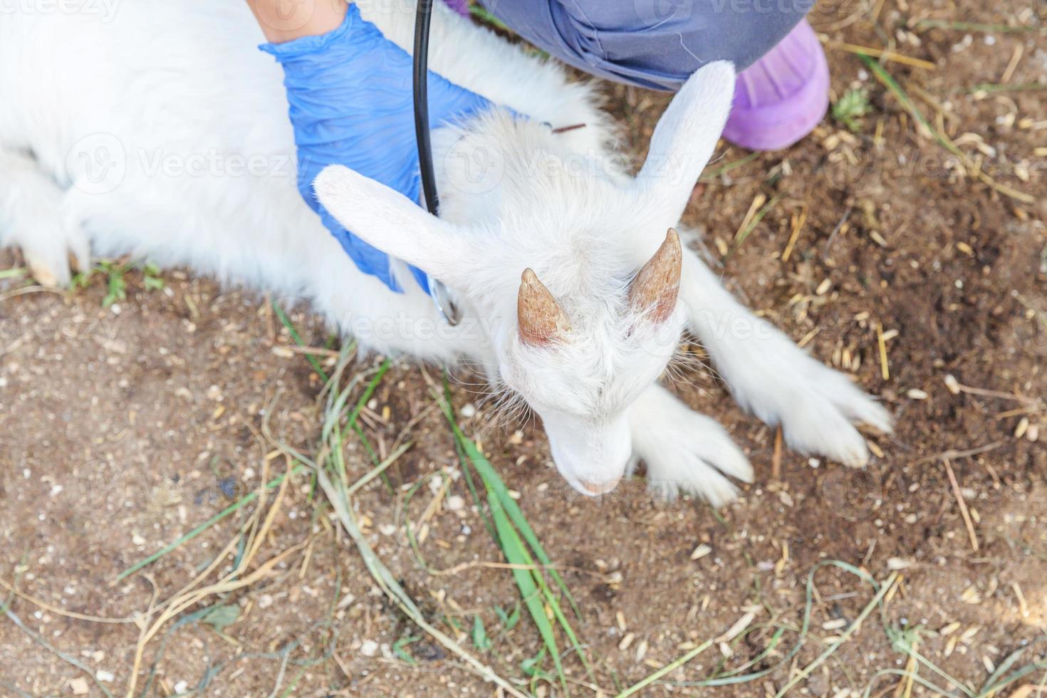 mujer joven veterinaria con estetoscopio sosteniendo el examen de cabrito en el fondo del rancho. cabrito joven con manos de veterinario para chequeo en granja ecológica natural. concepto de cuidado animal y agricultura ecológica. foto