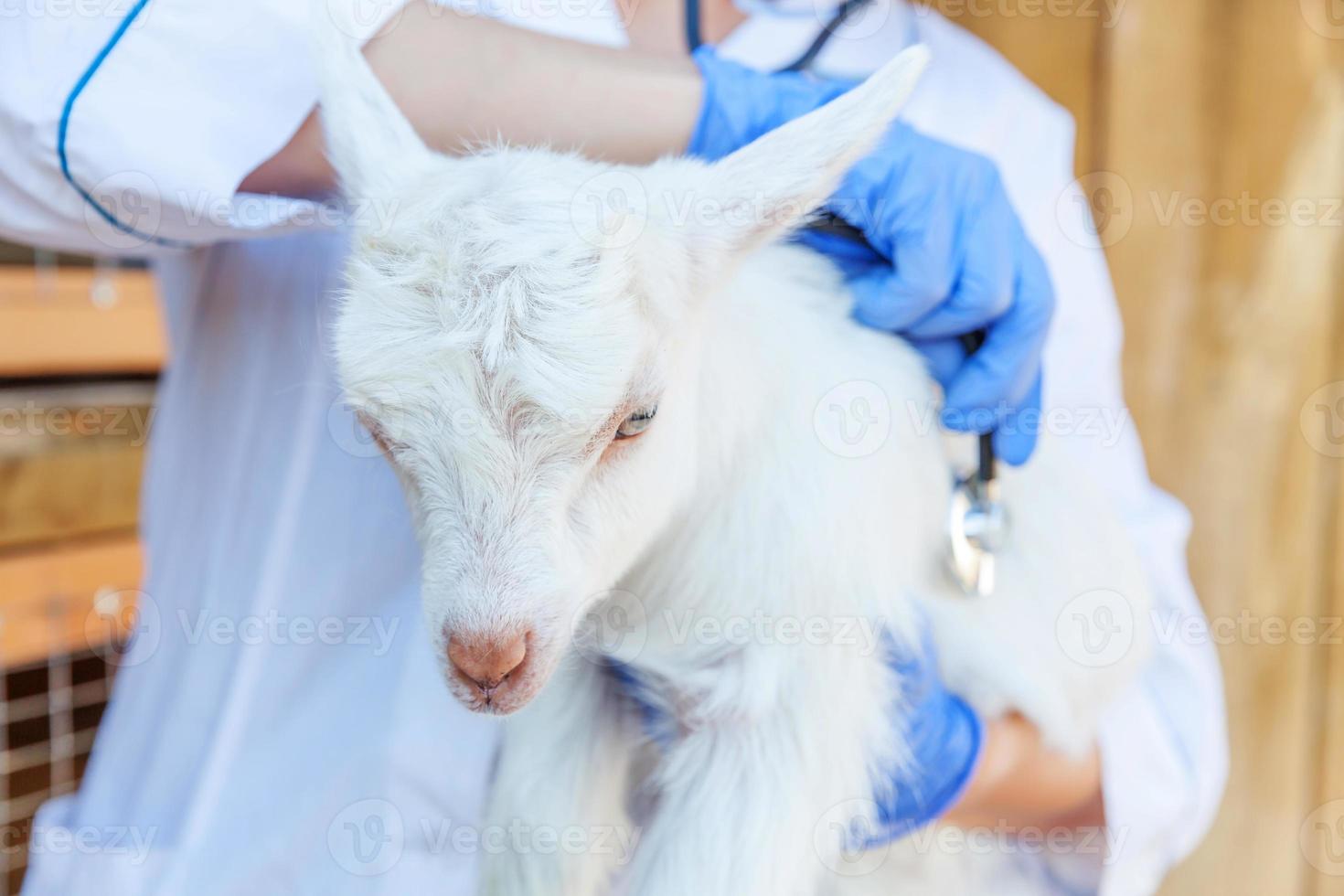 mujer joven veterinaria con estetoscopio sosteniendo el examen de cabrito en el fondo del rancho. cabrito joven con manos de veterinario para chequeo en granja ecológica natural. concepto de cuidado animal y agricultura ecológica. foto