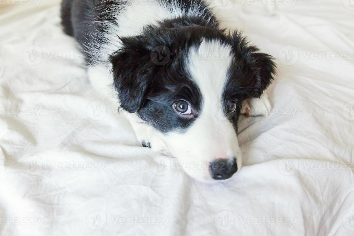 Gracioso retrato de lindo cachorro smilling border collie en la cama en casa foto