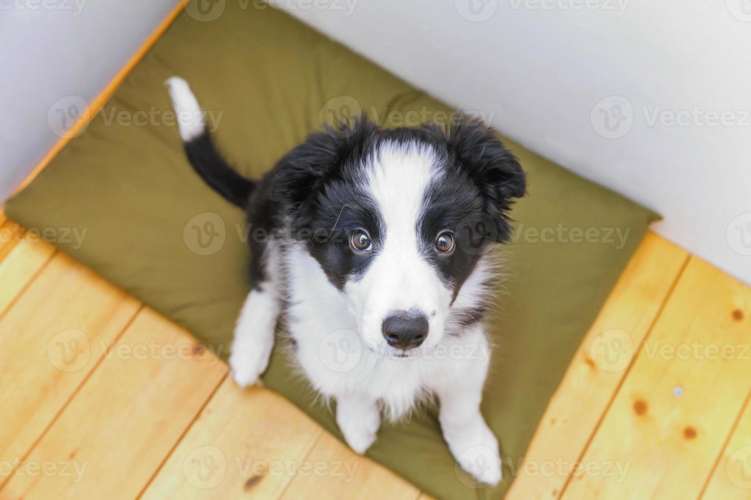 retrato divertido de un lindo cachorro sonriente collie fronterizo en casa foto